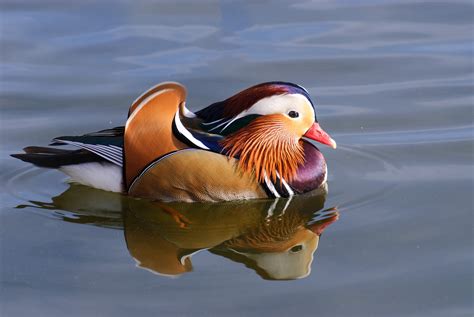 Mandarin Duck Bird Ducks 38 Wallpapers Hd Desktop And Mobile