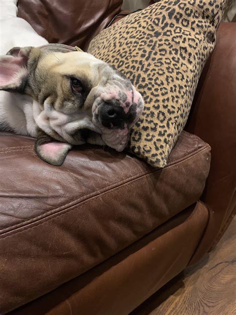 TV looks better from this position. : r/Bulldogs