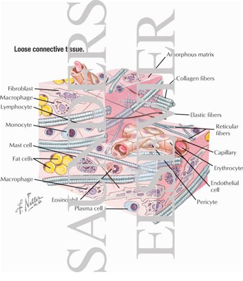 Loose Connective Tissue