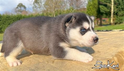 Cachorro Husky Siberiano NEGRO Sirokami