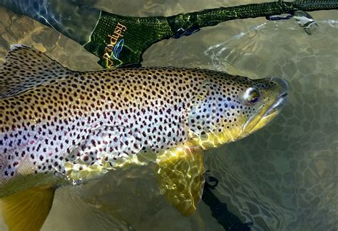 Owl Creek Flies - Bighorn River, Thermopolis - Fly Fishing Guide ...