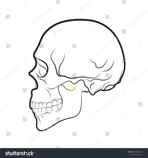 Human Skulls Side View Drawing