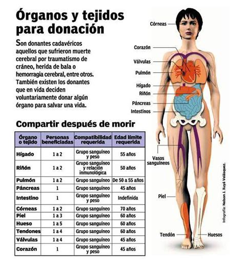 Rganos Y Tejidos Para Donaci N Invdes