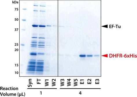 Purification Of His Tagged Protein DHFR 6xHis Tech Notes