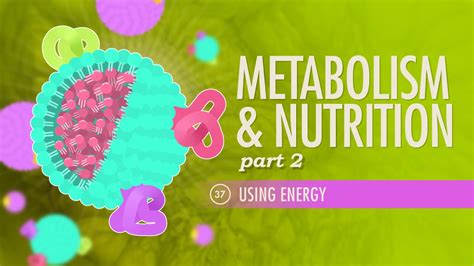 A P 37 Metabolism Nutrition Part 2 CrashCourse Accredicity A