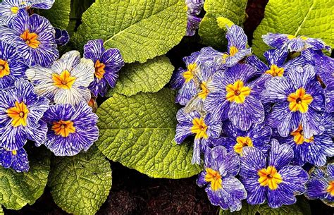 Free Primrose Nature Images Pixabay