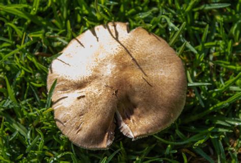 Corne Stock Photos, Pictures & Royalty-Free Images - iStock