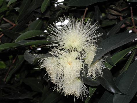 Syzygium Jambos L Alston Plants Of The World Online Kew Science