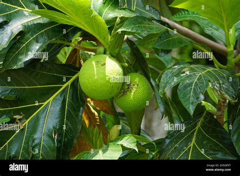 Fruta Del Pan En Un árbol Fotografías E Imágenes De Alta Resolución Alamy