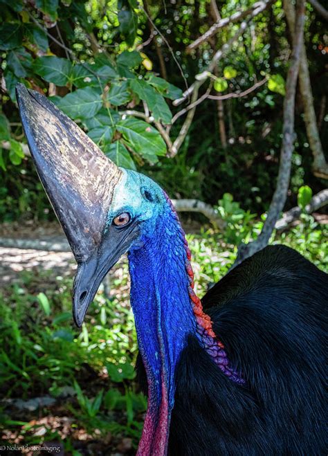 Southern Cassowary Portrait Photograph By Gary Nolan Fine Art America