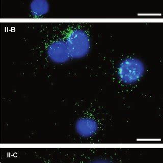 Detection Of Mtdna By Fluorescent In Situ Hybridization To Dna Of B