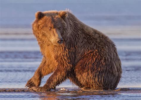 Coastal Brown Bear #1 Photograph by David DesRochers - Fine Art America