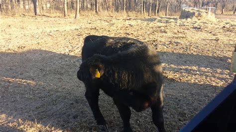 Feeding The Orphan Calf Youtube