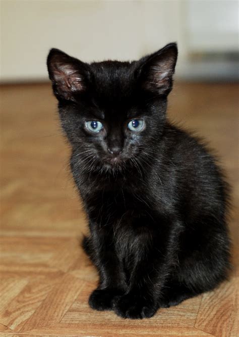 Gato Negro Bebe Ojos Azules El Gatos