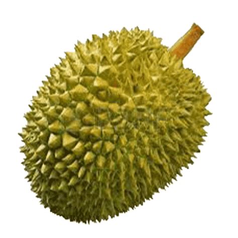 Cute Durian Clipart Gudang Gambar Vector Png Images And Photos Finder | Porn Sex Picture