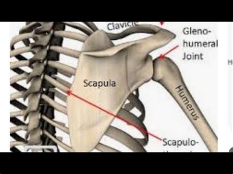 Anatomy Of Scapula Boney Landmarks Articulation Its Features Youtube