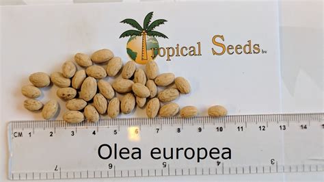 Tropical Seeds BV - Global trader of quality seeds