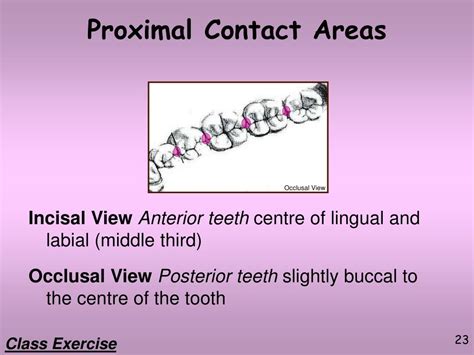 Ppt Dental Terminology Part 2 Powerpoint Presentation Free Download