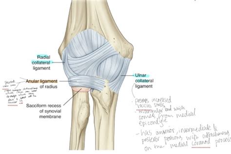 ligaments flashcards quizlet