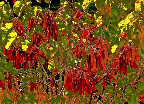 Western Redbud Fall Seed Pods Photograph by Scott L Holtslander - Pixels