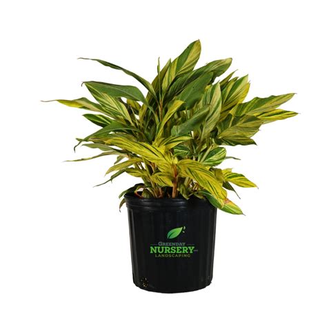 Ginger Variegated - Greenday Nursery and Landscaping