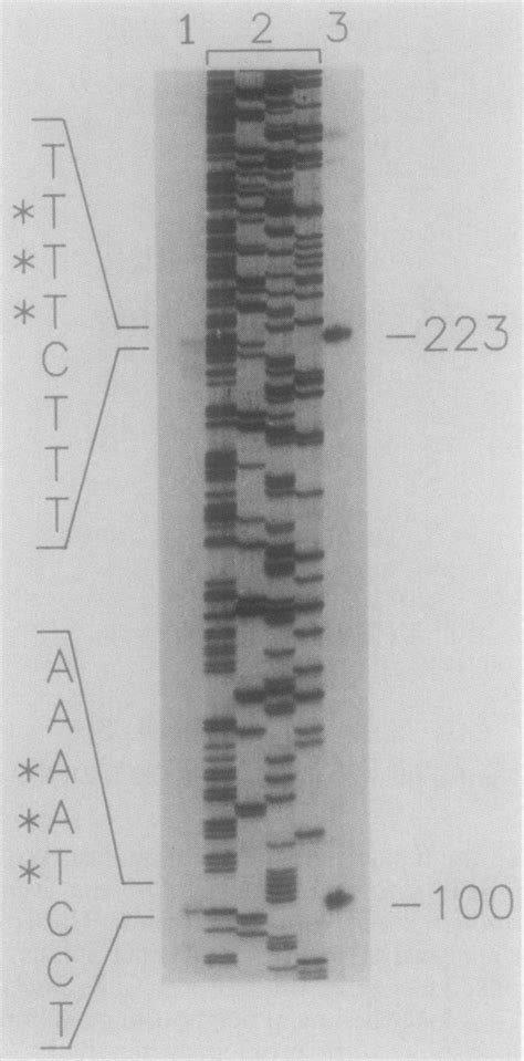 Determination Of Pc Mrna Ends By Primer Extension And S Nuclease