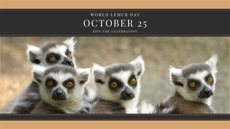 Celebrate World Lemur Day on October 25 - The Lemur Conservation Foundation