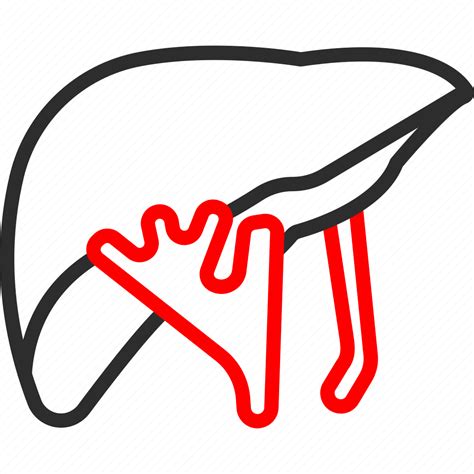 Abdomen Anatomy Liver Metabolism Organ Icon Download On Iconfinder