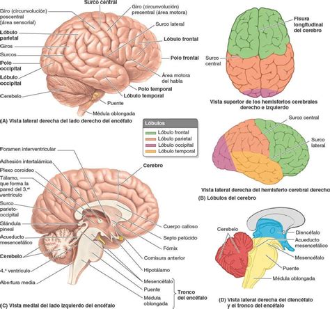 Partes Del Cerebro Lateral Derecho