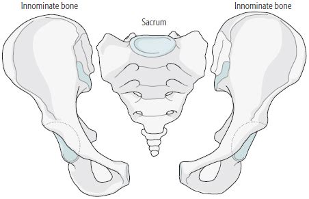 1.1 Anatomy of the pelvic ring | Musculoskeletal Key