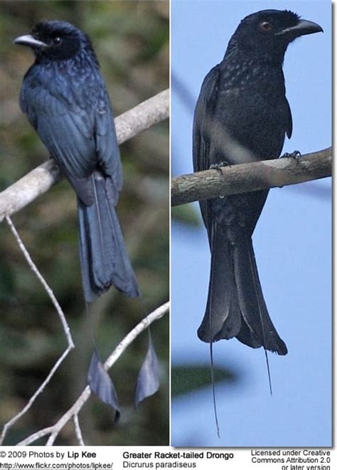 Greater Racket Tailed Drongos