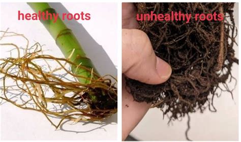 lucky bamboo turning yellow  steps guide  save yellow unhealthy lu