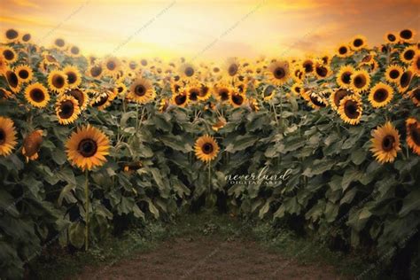 Sunflower Field Backgrounds