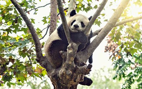 13 Datos Curiosos Del Oso Panda