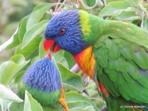 Gemma's ~~~ "Greyscale Territory" ~~~~~~~ Poetic Songlines: Lorikeet ...