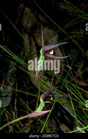 Brown Beaks Orchids Lyperanthus Suaveolens Are A Common Orchid In The