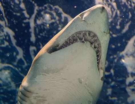 16 Great White Shark Facts About The Famous Marine Predator