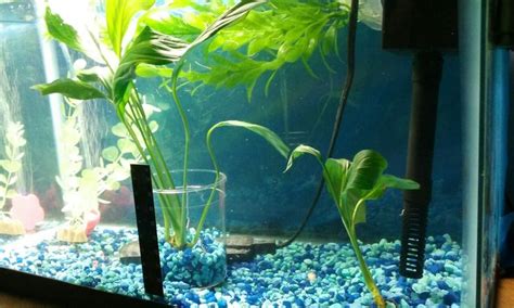 two plants are in a fish tank with rocks and gravel on the ground next ...