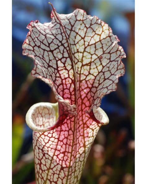 Sarracenia X Moorei Conecuh Covington Co Al