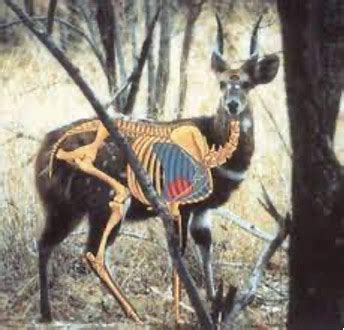 Hunting Catalogue - Bushbuck - Tundavala Hunting Safaris