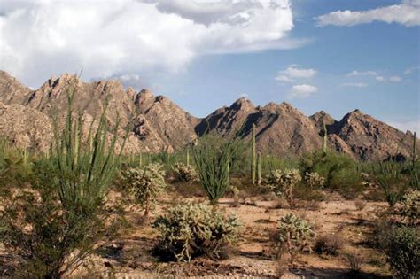 The Sonoran Desert: An Ecological & Geographical Marvel | LAC Geo