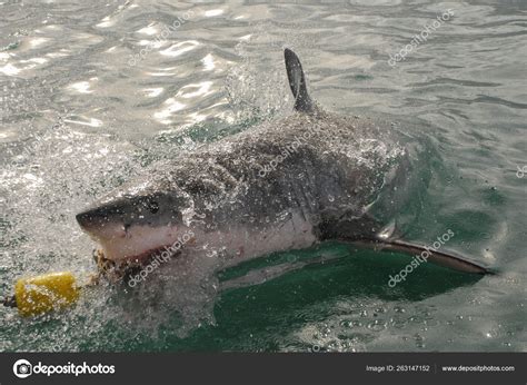 Great White Shark Bites Bait Cge Diving Boat Gansbaai South Stock Photo ...