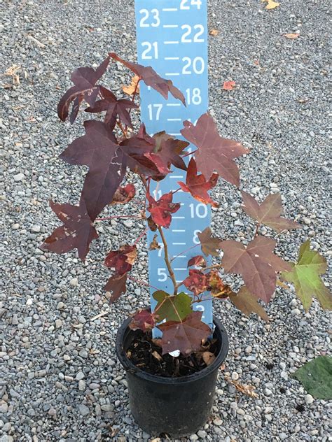 Liquidambar Styraciflua Oconee Sweetgum 1 Gallon Catskill