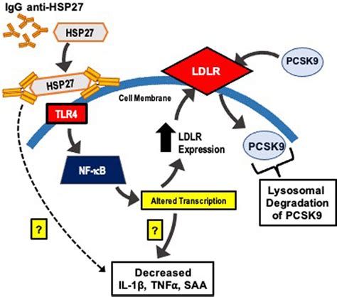 Hsp Vaccination Attenuates Atherogenesis Via Upregulation Of Ldlr