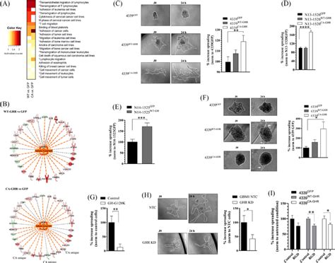 activation  growth hormone receptor ghr signalling promotes cell
