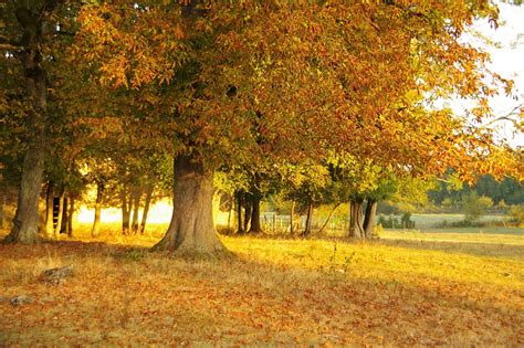 Photo Gratuite Arbres Paysage Été Campagne Image Gratuite Sur