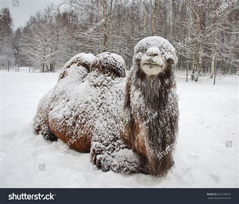 Bactrian Camel Lies Snow Stock Photo 261530873 - Shutterstock