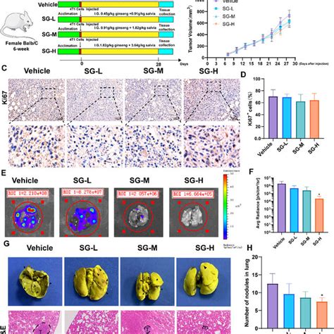 Sg Inhibits Breast Cancer Lung Metastasis In Spontaneous Breast Cancer