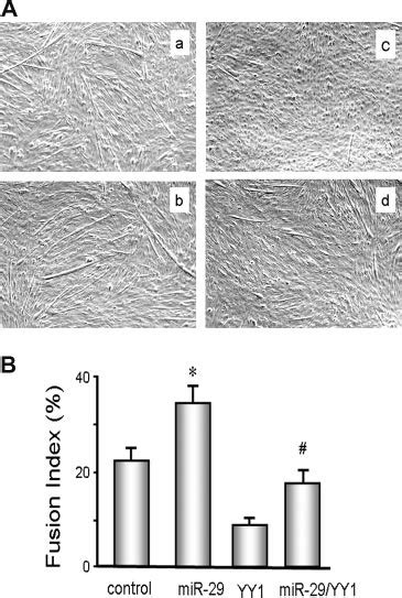 MiR 29 In C2C12 Muscle Cells Protects Against YY1 Induced Suppression