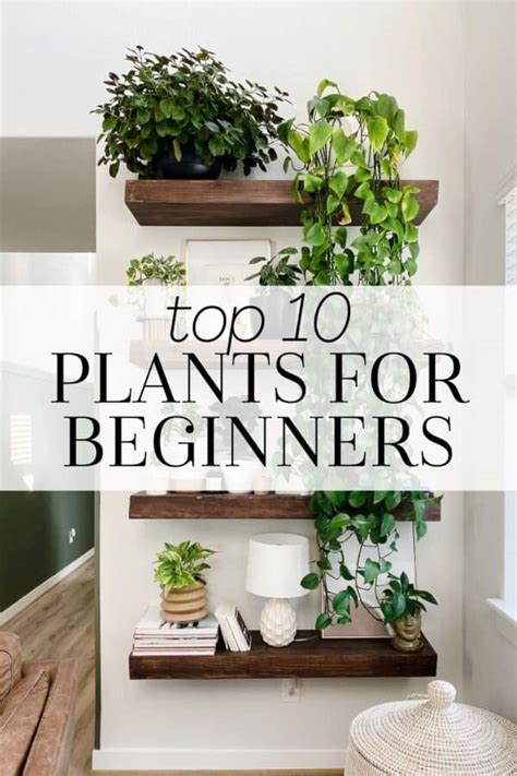 10 Best Indoor House Plants for Beginners – Love & Renovations